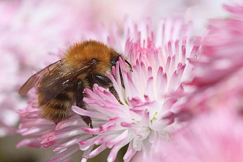 honey bee brown bee perch on pink flower bee